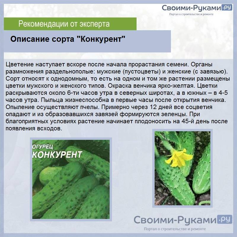 Сорт огурцов "конкурент": характеристика, описание, фото :: syl.ru