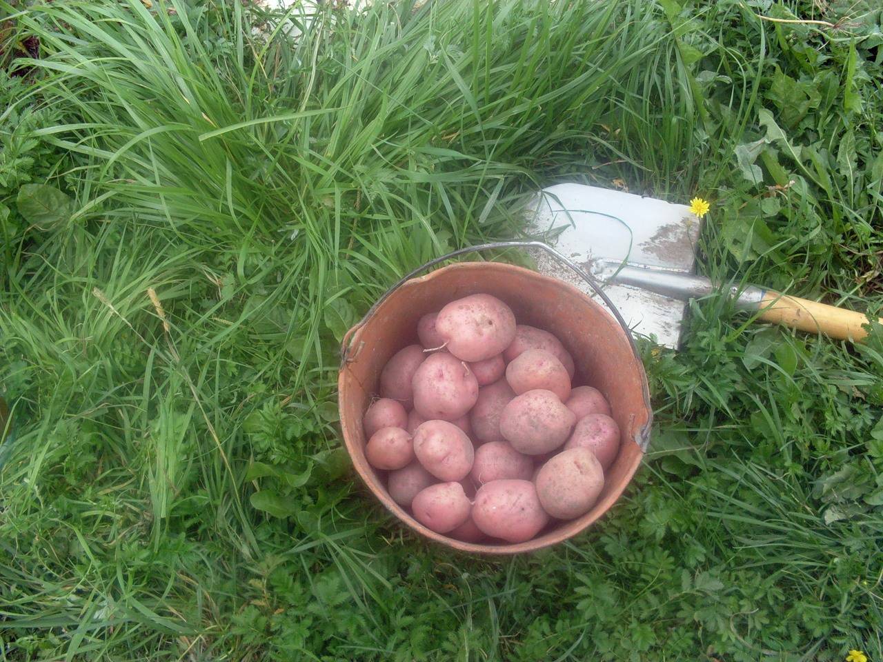 Описание и характеристика сорта картофеля ильинский, посадка и уход