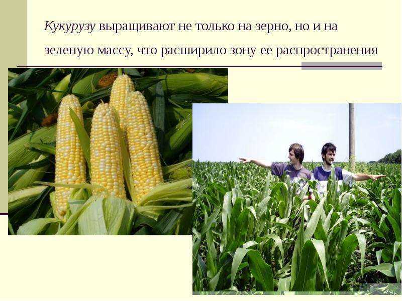 Выращивание кукурузы как бизнес. (сентябрь 2022) — vipidei.com