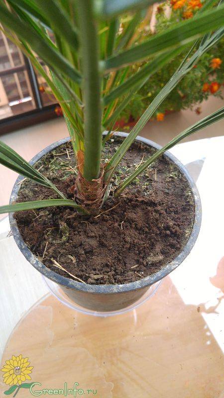 Финик канарский: уход в домашних условиях, выращивание из семян