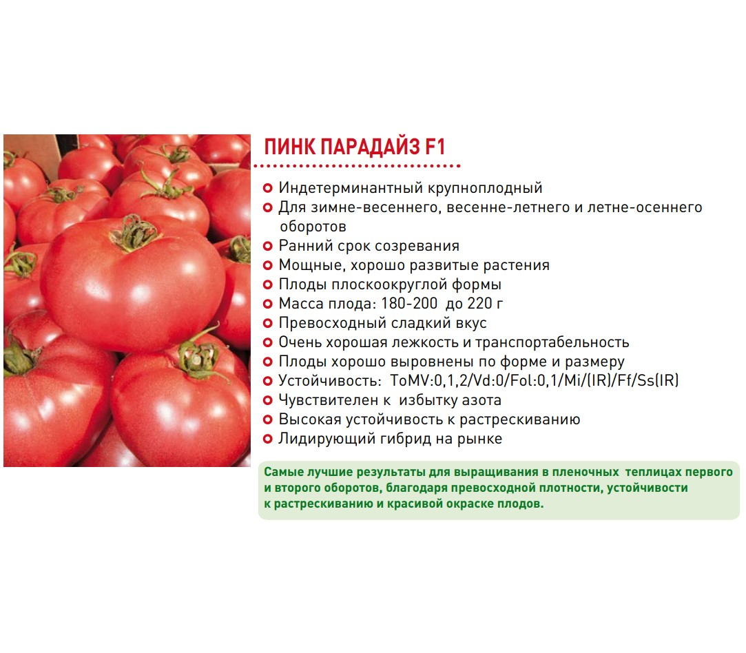 Томат пинк клер f1: характеристика и описание сорта, фото куста, отзывы об урожайности помидоров