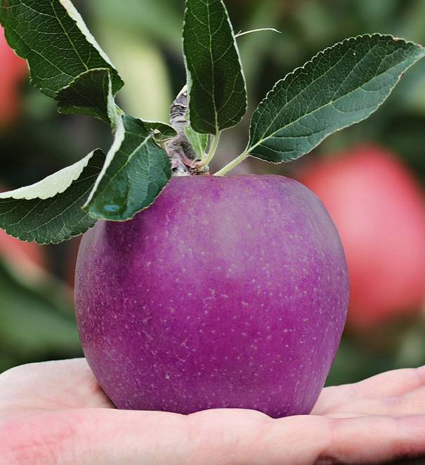 Яблоня алтайское пурпурное описание сорта фото