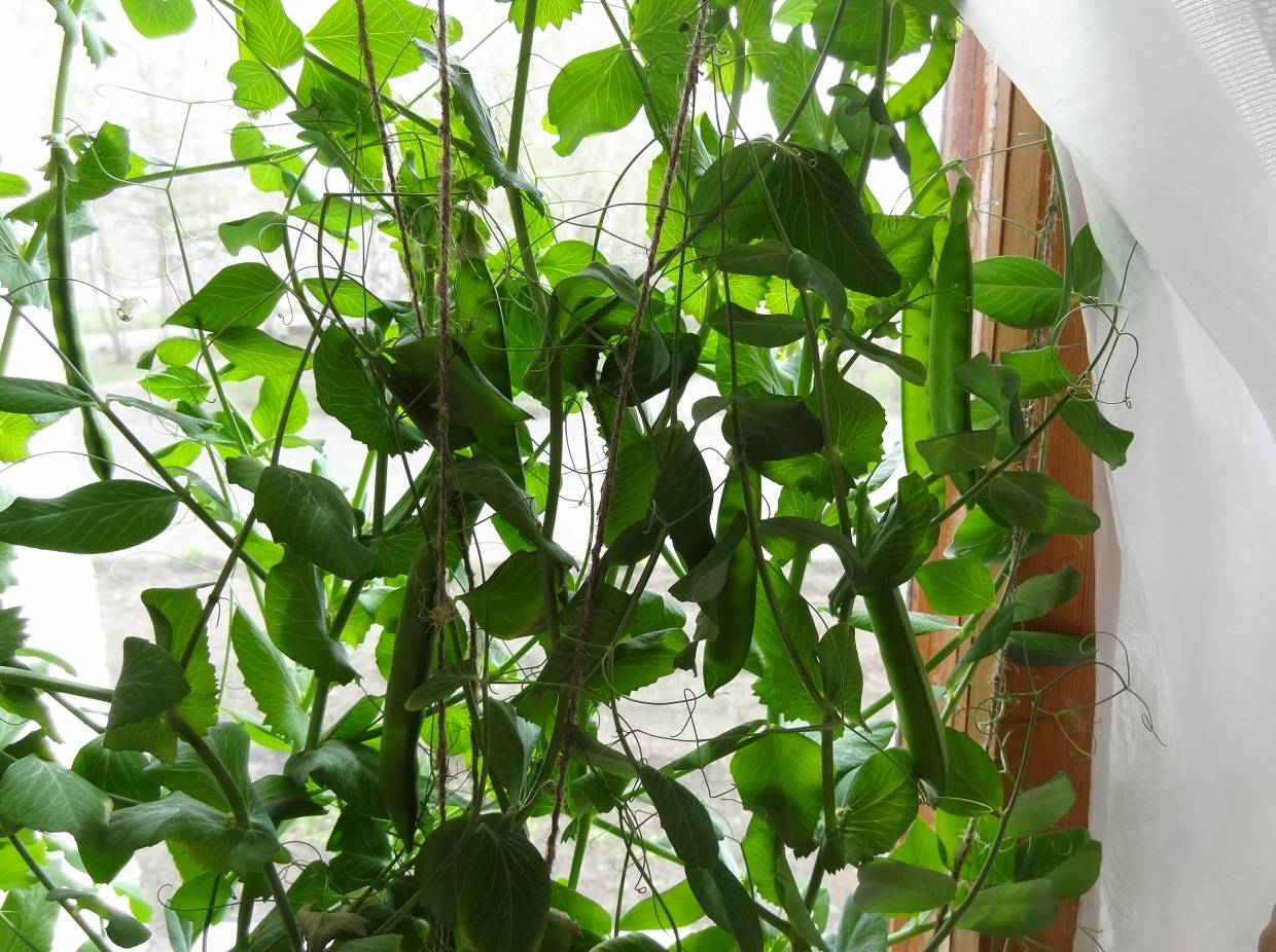 Выращивание овощного гороха на балконе и лоджии - огород в квартире
