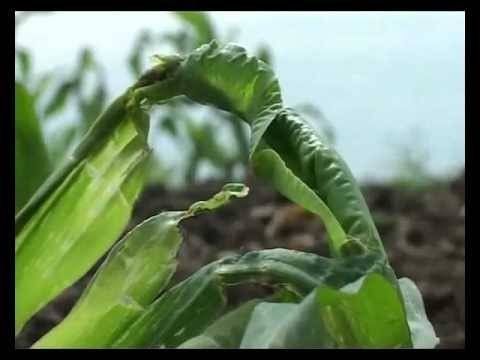 Как бороться с самыми опасными вредителями и болезнями кукурузы
