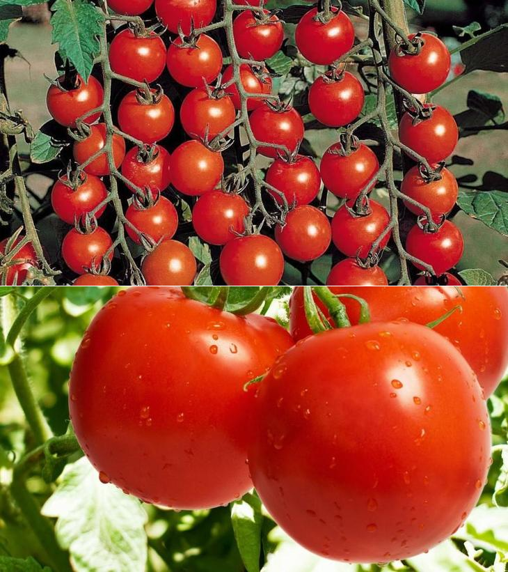 Самые урожайные томаты для ленинградской области, сорта для теплиц и открытого грунта