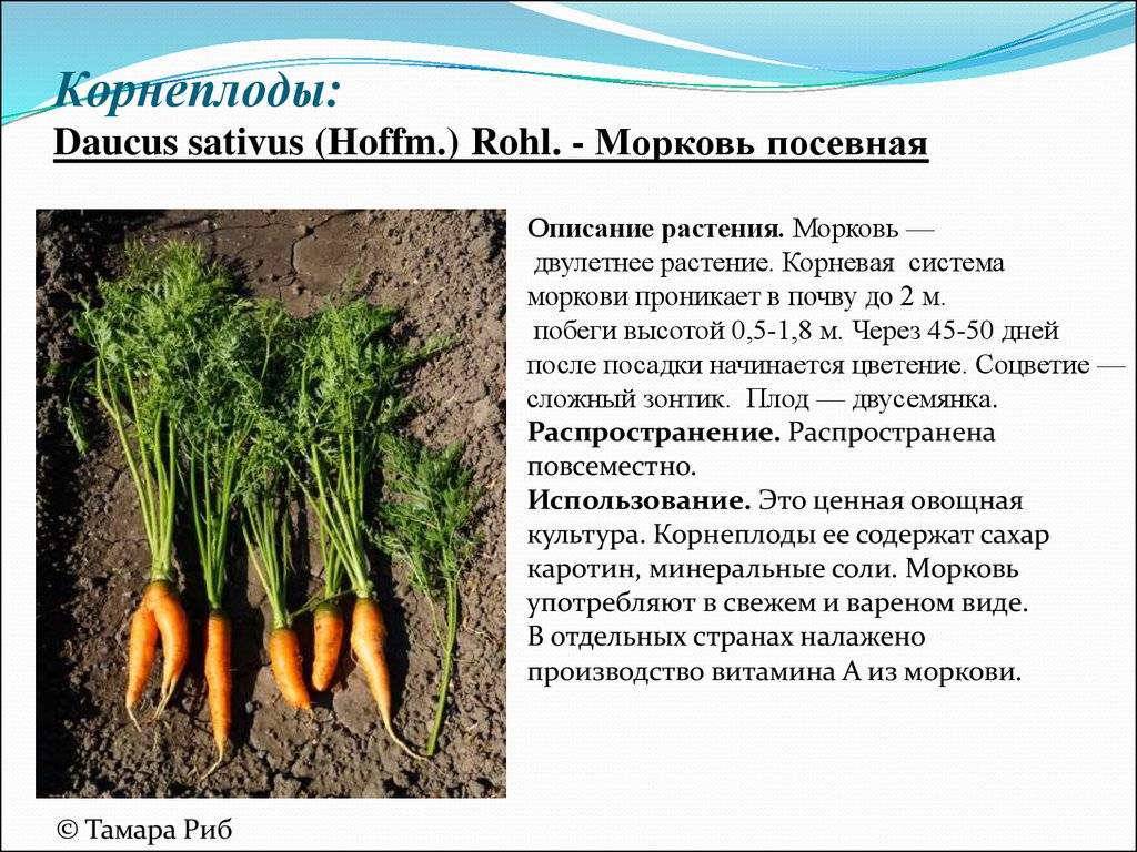 Секреты выращивания моркови