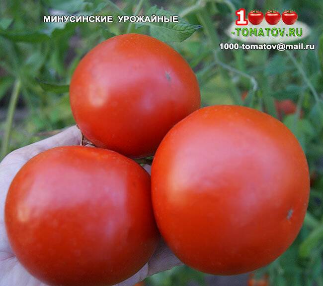 Минусинские помидоры: описание и характеристики сортов, отзывы дачников с фото