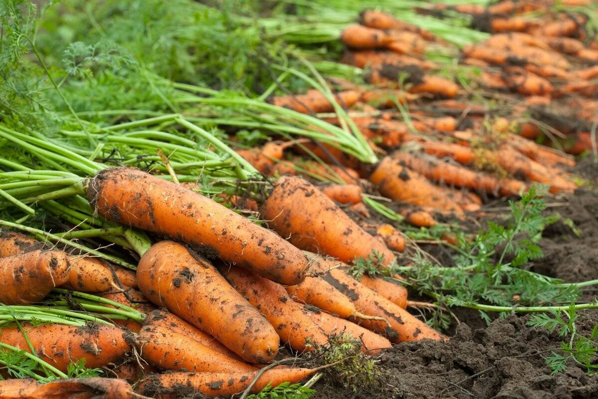 Когда в 2022 и как убирать морковь на хранение в сибири, подмосковье, на урале