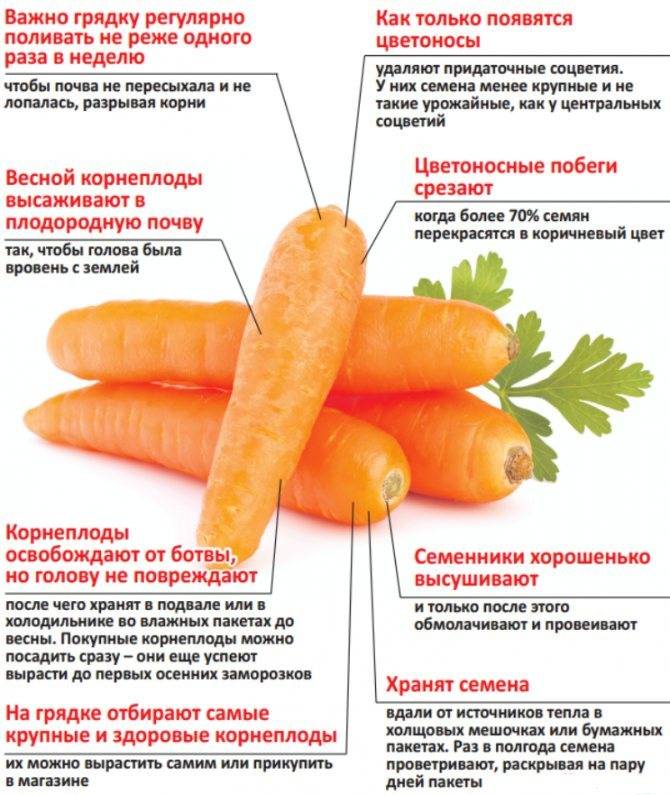 Как правильно проредить морковь в открытом грунте: сроки и пошаговое руководство