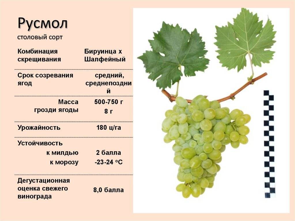 Сорт винограда шардоне: описание и характеристика, посадка и уход, размножение