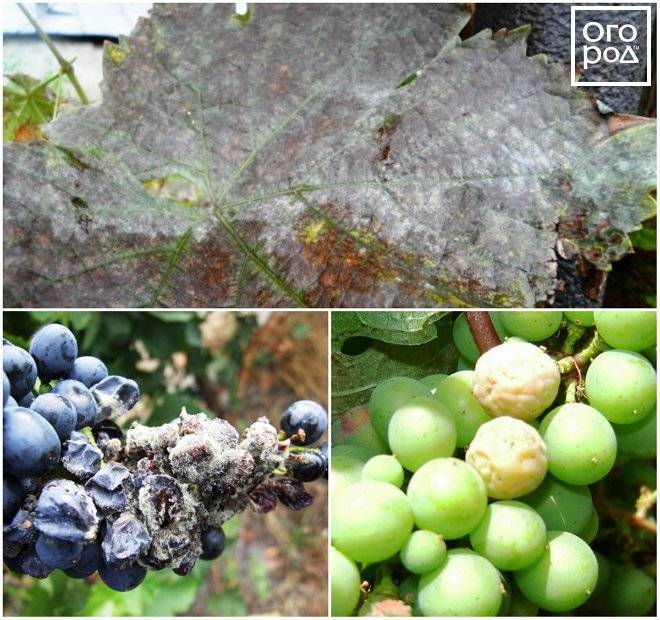 Серая гниль на винограде - чем и когда обработать, чем лечить и как опрыскать на ягодах, методы борьбы