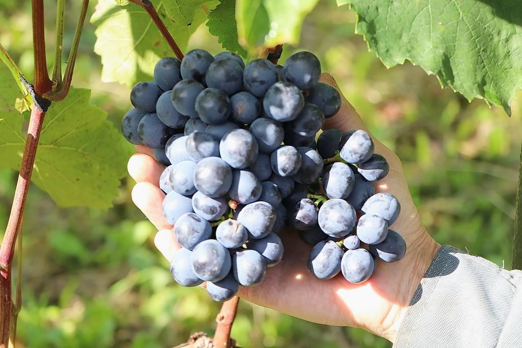 Сорт винограда агат донской, характеристики и описание