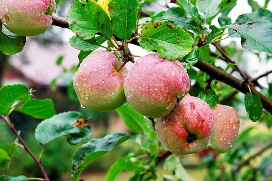 Яблоня благая весть описание и характеристика сорта посадка и выращивание