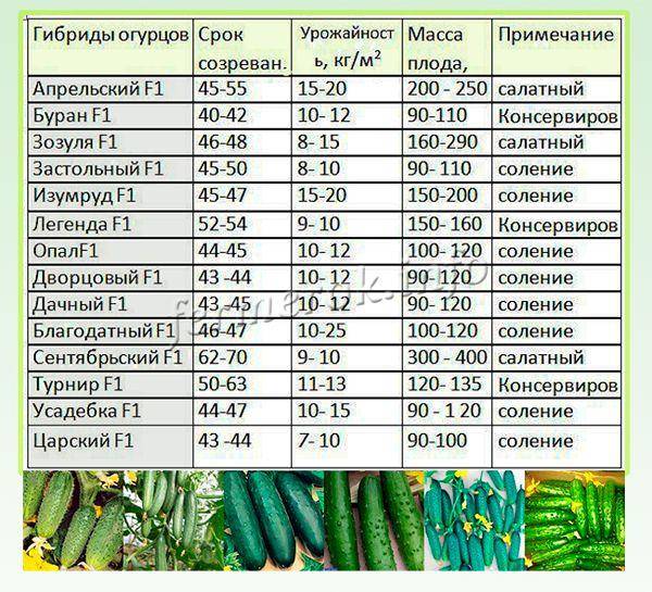 Выращивание огурцов в открытом грунте и теплице в Ленинградской области и сорта