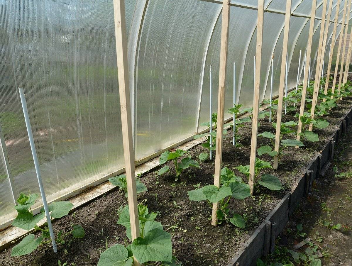 Огурцы в парнике - выращивание и особенности полива и удобрения в домашних условиях