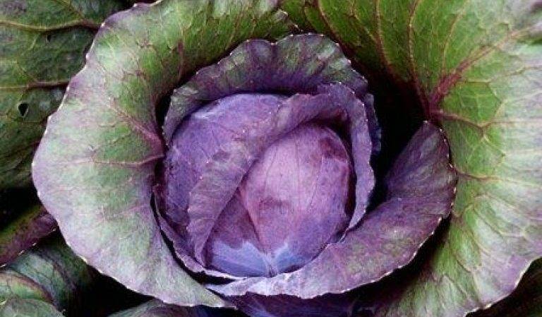 Почему у капусты фиолетовые листья и что делать для лечения