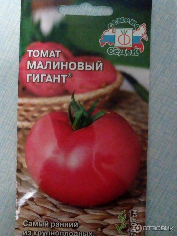 Описание и правила выращивания томата Малиновый рай