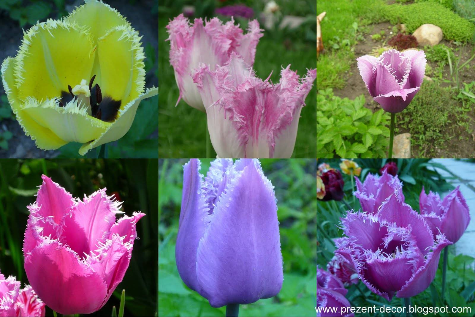 Виды и сорта тюльпанов  - более 40 сортов с фото и описанием