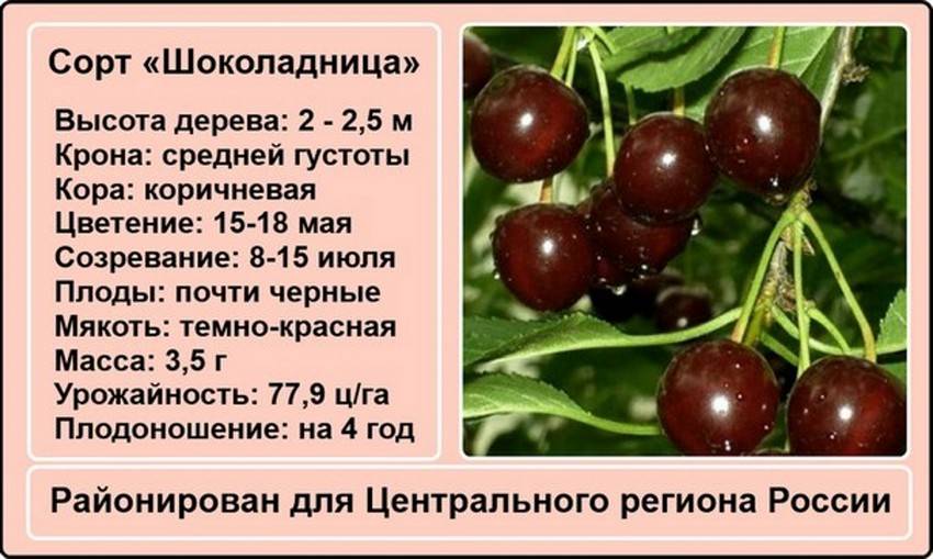 Вишня владимирская: описание популярного ягодного сорта, отзывы о выращивании, фото, урожайность, вкусовые качества