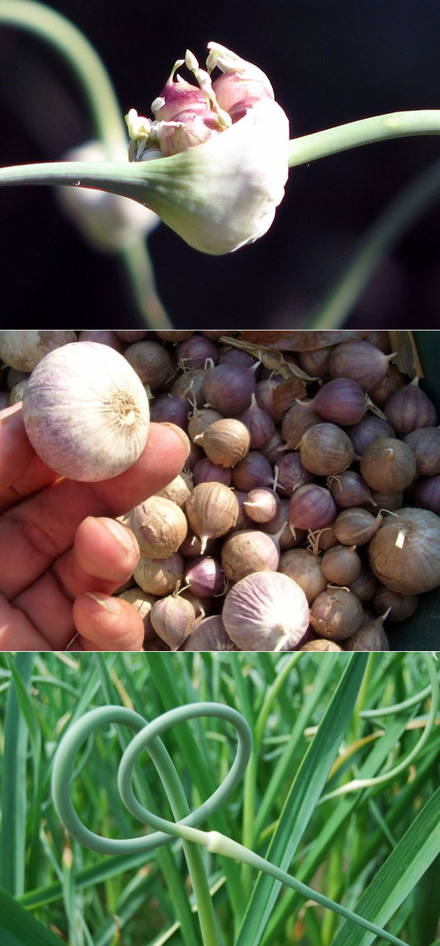 Посадка чеснока семенами бульбочками: когда и как сажать?