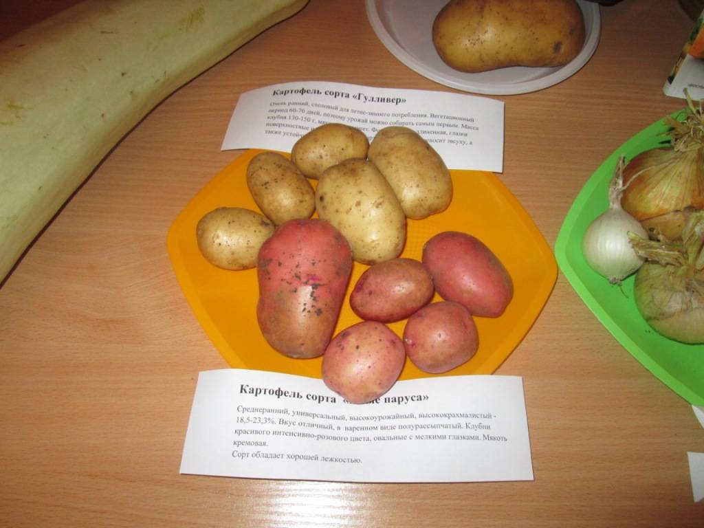Картофель гулливер: описание и характеристика сорта, отзывы садоводов с фото