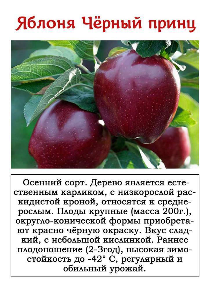 Описание сорта яблони мальт багаевский: фото яблок, важные характеристики, урожайность с дерева
