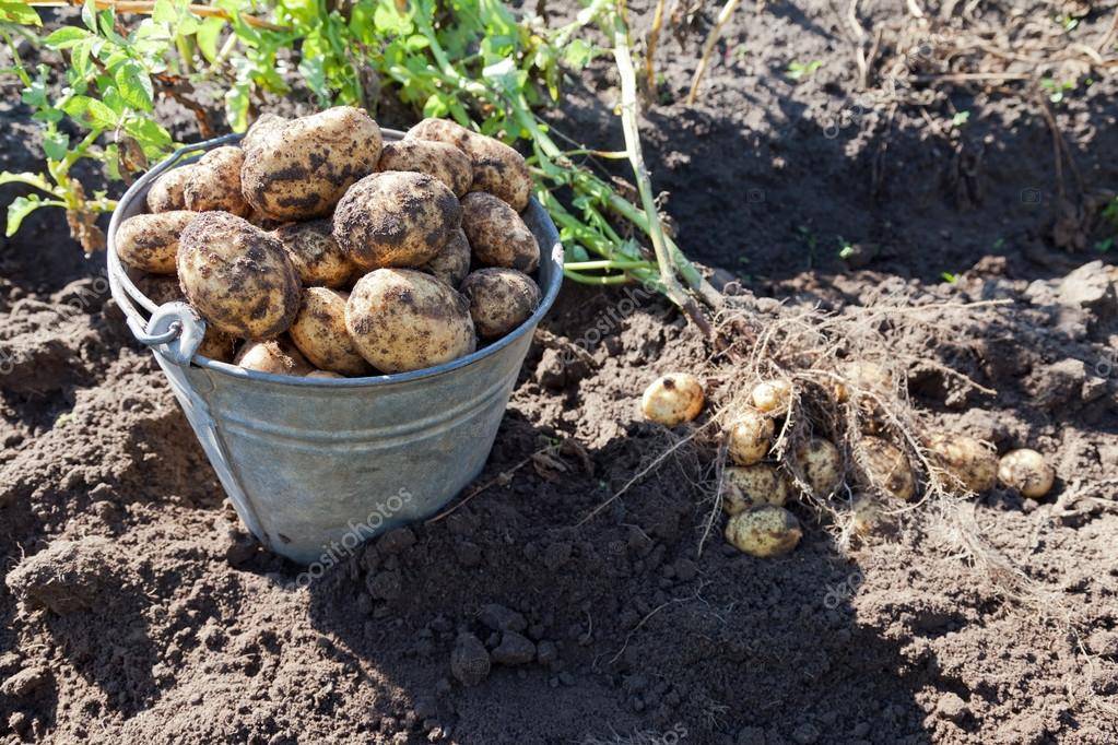 Как получить максимальный урожай картофеля с 1 га
