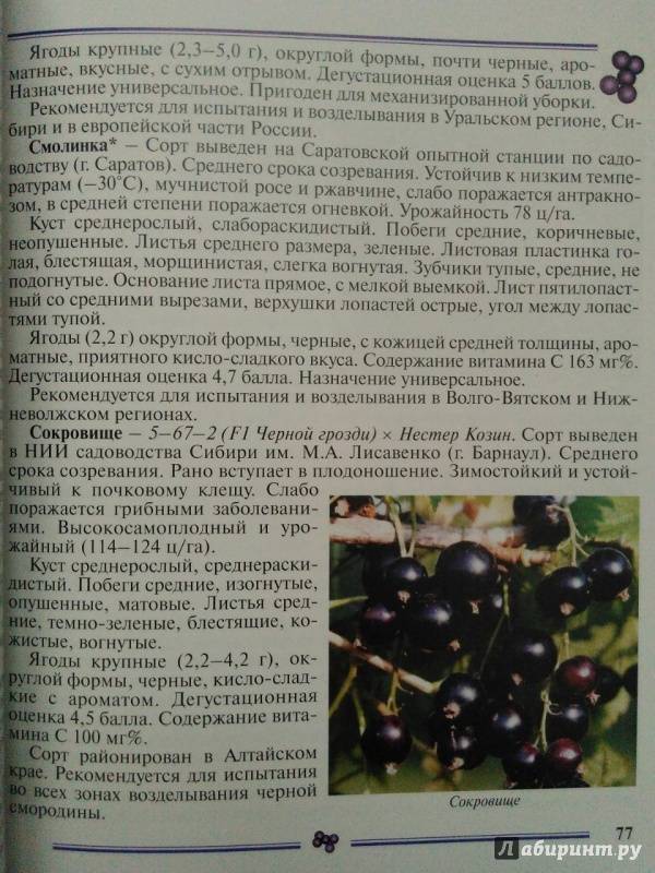 Описание и характеристики 25 лучших сортов черной смородины для Сибири