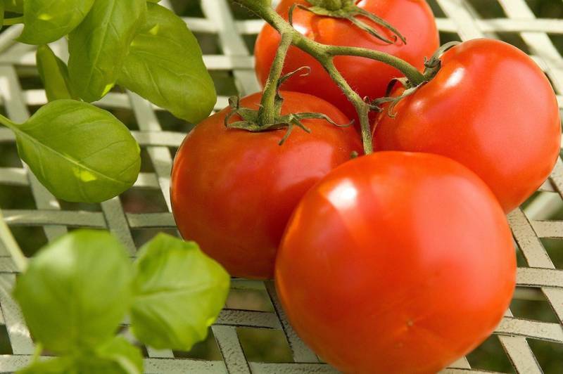 Голландские сорта томатов для открытого грунта и теплиц: описание лучших с фото