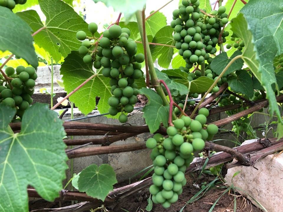 Виноград "зилга": описание сорта, фото, особенности выращивания.
