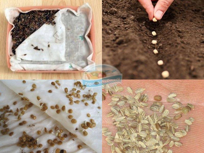 Посадка огурцов в открытый грунт семенами: как и когда сажать