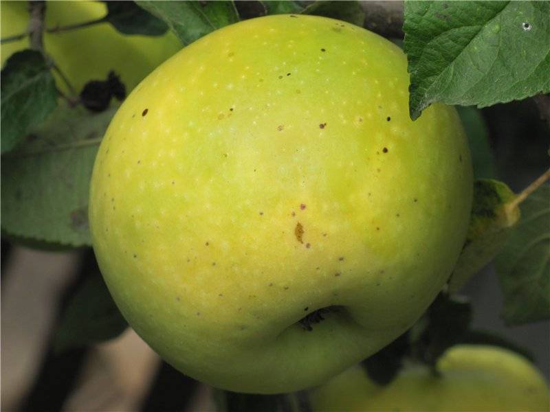 Сорт яблок кутузовец фото и описание
