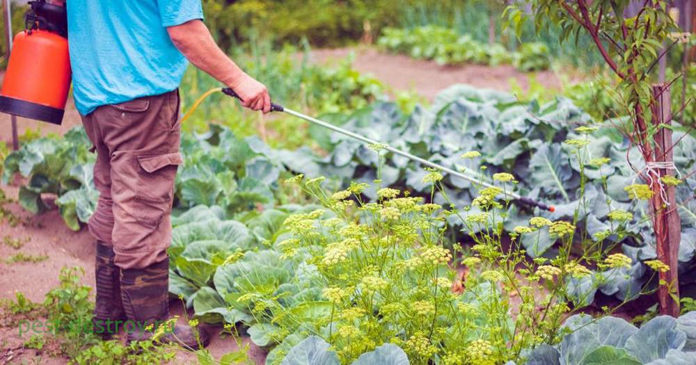 Народные средства в борьбе с вредителями капусты - онлайн урожай