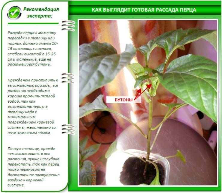 Выращивание перца в подмосковье: сроки, правила и особенности выращивания, посадка и уход, фото