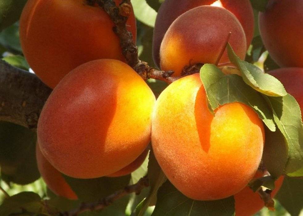 Сорта крупных абрикосов