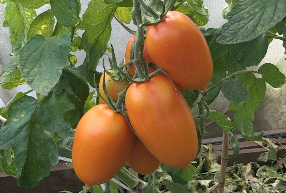 Томат "оранжевое чудо": характеристика и описание сорта помидор с фото и отзывами