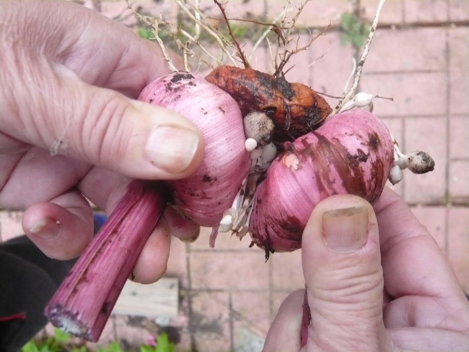 Когда выкапывать луковицы гладиолусов после цветения на хранение и как хранить