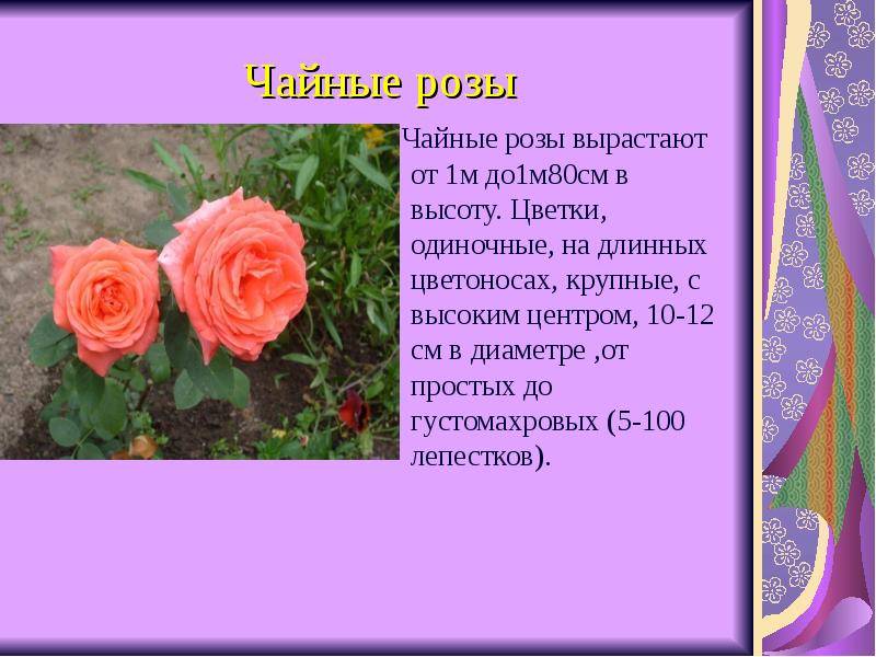 Чайная роза: что это такое, красивые фото того, как выглядит цветок, описание сортов, а также рекомендации, как ухаживать за растением в горшке в домашних условияхдача эксперт