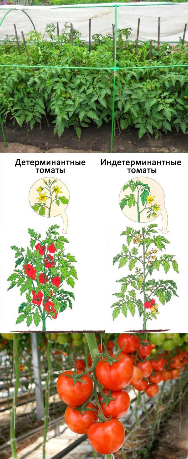Штамбовые сорта томатов – что это означает, лучшие сорта