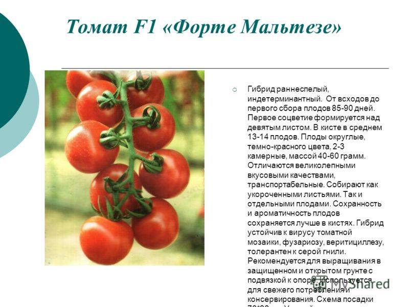 Описание высокоурожайного томата черри Ира F1 и выращивание на дачном участке