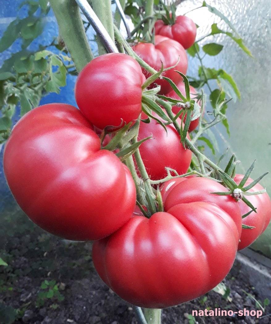 Легендарный сорт томатов «юсуповский», из которого готовят знаменитый узбекский салат русский фермер