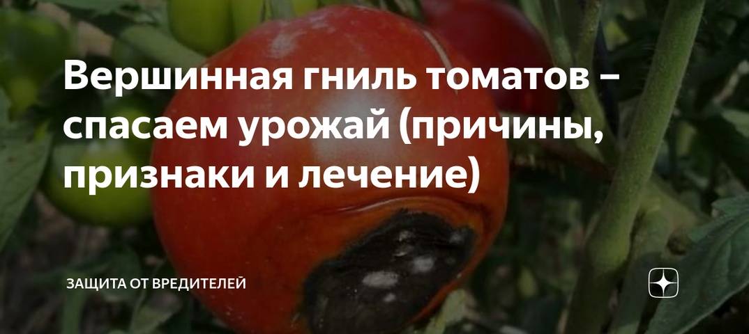 Серая гниль томатов в теплице – фото и лечение, препараты, народные средства, профилактика