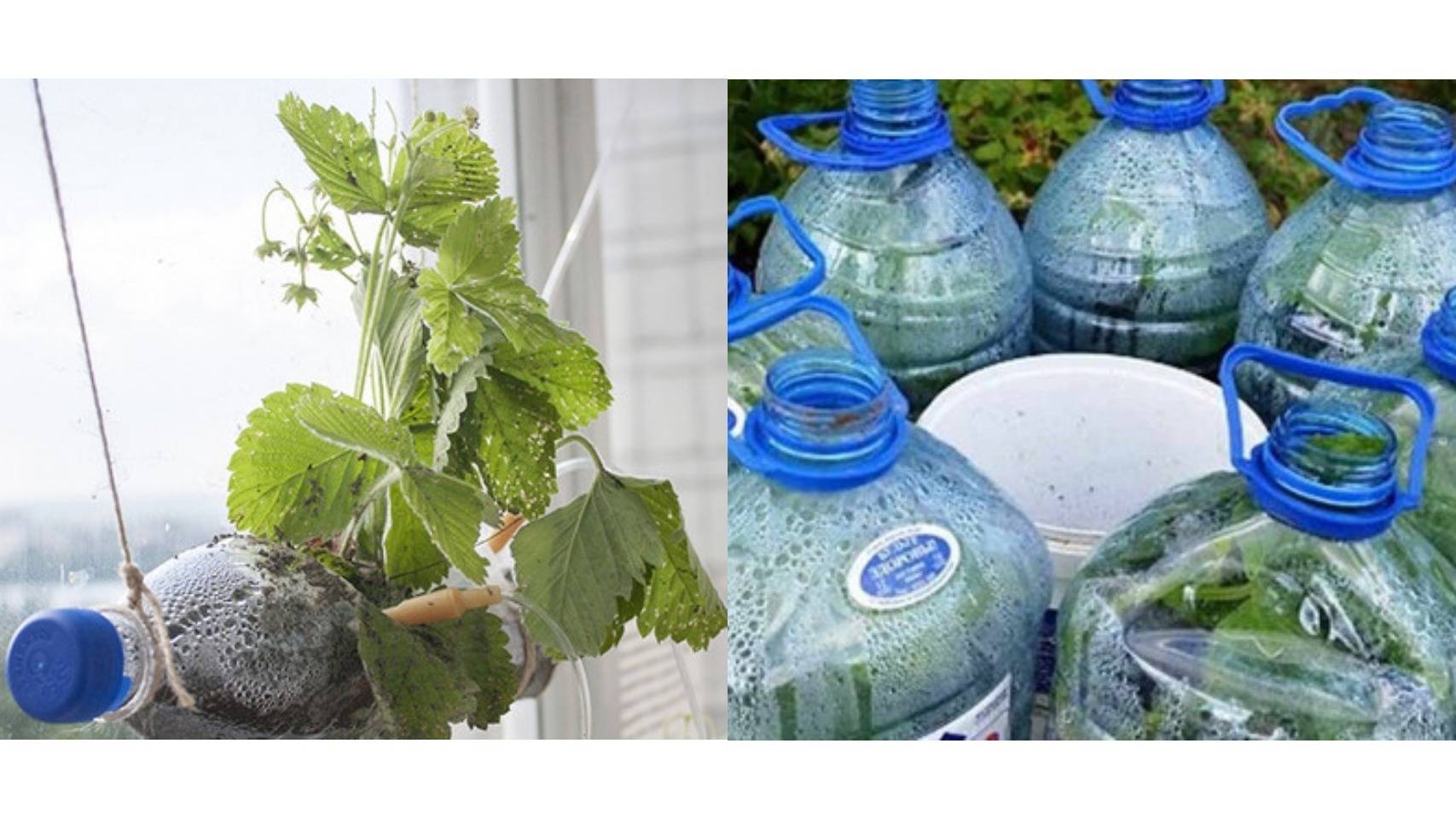 Выращивание огурцов на балконе в пластиковых бутылках пошагово, видео