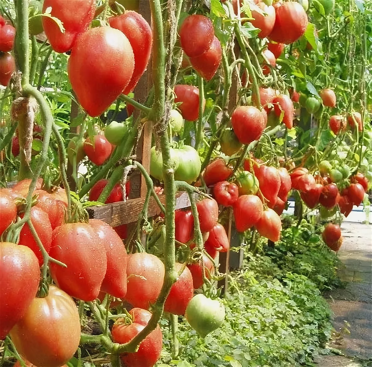 Томат чудо земли: описание, отзывы, фото сорта помидоров тех, кто сажал, видео