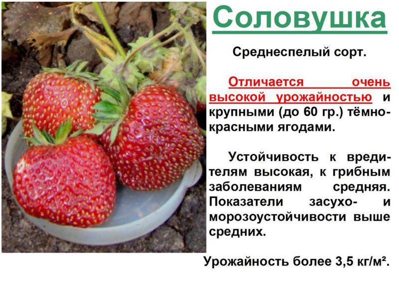 Клубника боровицкая: описание сорта и характеристики, выращивание и размножение