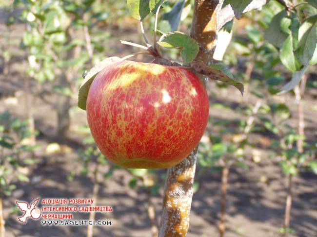 Топ-9 самых вкусных яблок зимних сортов с фото - полезные советы и секреты на все случаи жизни
 - 2 октября
 - 43006188522 - медиаплатформа миртесен