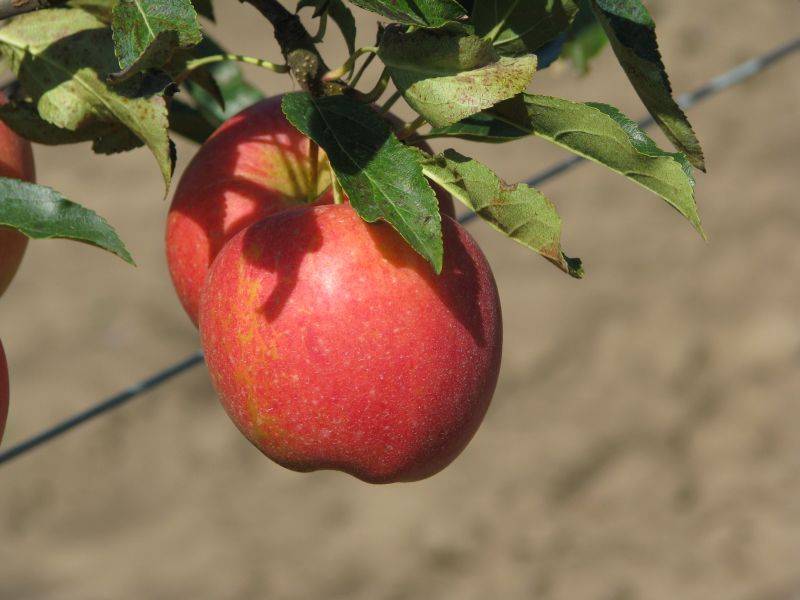 Описание сорта яблони эра: фото яблок, важные характеристики, урожайность с дерева