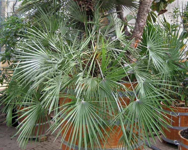 Трахикарпус: правила по уходу за пальмой и её размножение