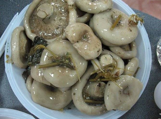 Икра из груздей на зиму: топ 10 рецептов приготовления из сырых и сухих грибов с фото