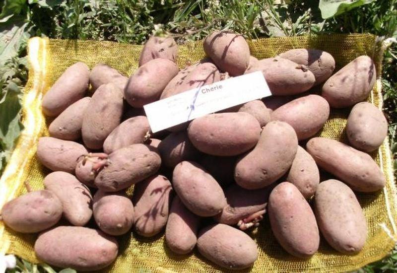 Описание и характеристика сорта картофеля рябинушка, правила посадки и уход